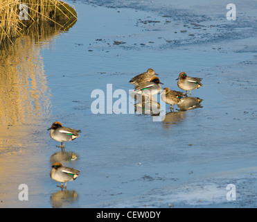 Krickenten Anas Vogelarten stehen auf dem Eis Farlington Sümpfe Hampshire UK Stockfoto