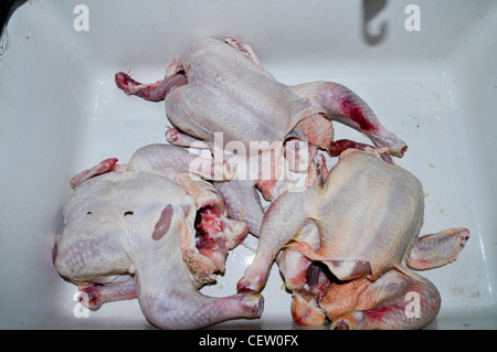 Drei Raw ganze Hähnchen in Kunststoff-Wanne Stockfoto