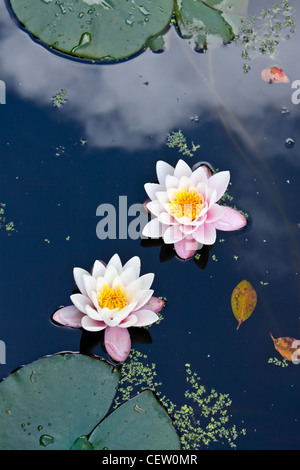 zwei rosa Seerosen in einem Teich Stockfoto