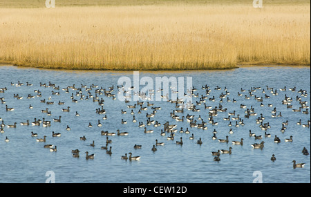 Ringelgänse (Branta bernicla) Migration im Winter, farlington Sümpfe, Hampshire, Großbritannien Stockfoto