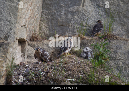 Wanderfalke FALCO PEREGRINUS, Wanderfalken Stockfoto