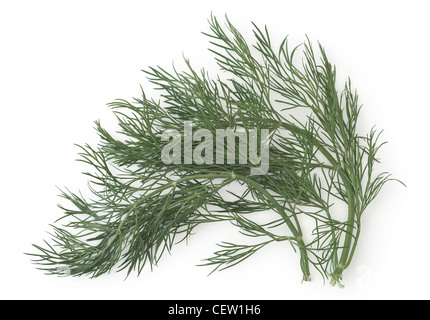 Frischer Dill als Zutat und Geschmack kochen Stockfoto