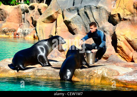 Sea Lion Gehäuse, Loro Parque Aquarium und Theme Park, Costa Adeje, Teneriffa, Kanarische Inseln, Spanien Stockfoto