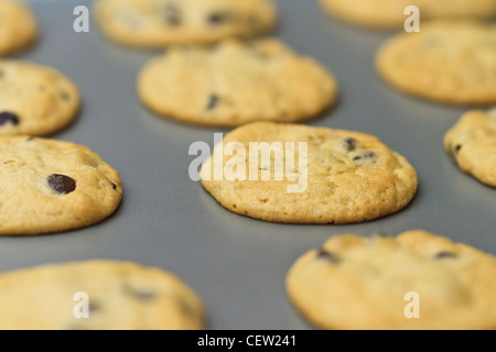 frisch gebackene Schokoladenkekse Stockfoto