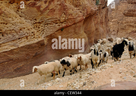 Ziegenherde in der Wüste Schlucht, Stockfoto