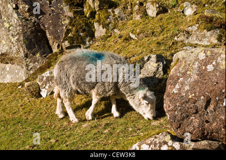 Herdwick Schafe im Stonethwaite Tal, ein Zweig der Borrowdale im Lake District Stockfoto