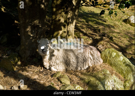 Herdwick Schafe im Stonethwaite Tal, ein Zweig der Borrowdale im Lake District Stockfoto