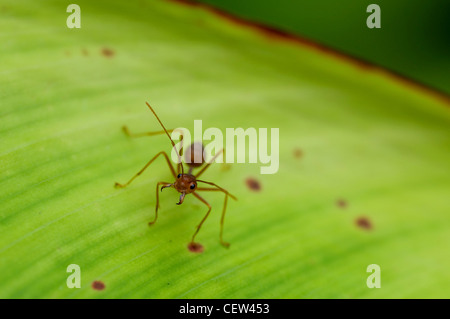 Ameise auf grünes Blatt Stockfoto