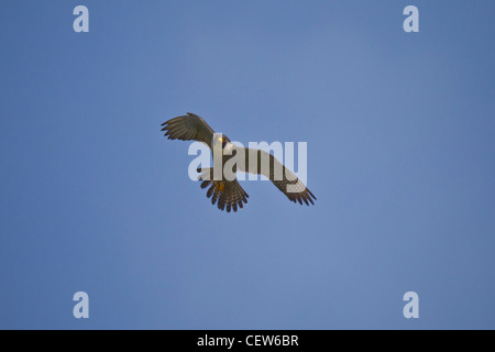 Wanderfalke, Falco peregrinus, Wanderfalke Stockfoto