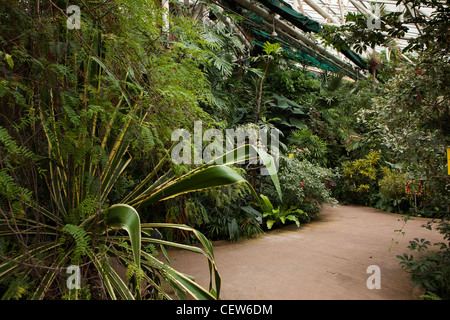 Großbritannien, Wales, Swansea, tropischen Wintergarten Plantasia Stockfoto