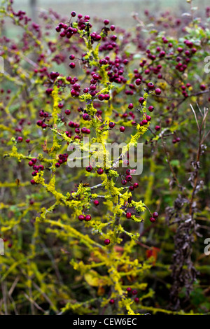 Weißdornbeeren mit Niederlassungen in Flechten bedeckt Stockfoto