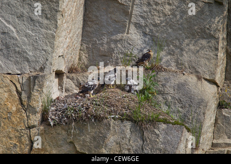 Wanderfalke FALCO PEREGRINUS, Wanderfalken Stockfoto