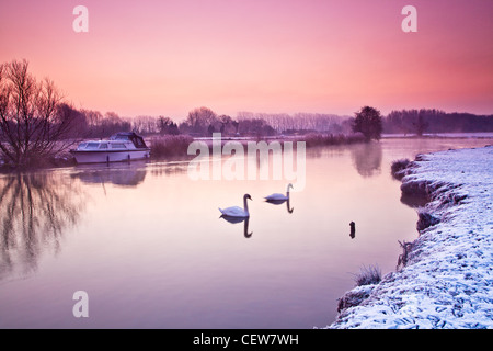 Schwäne gleiten Sie durch eine frostige Cotswold Wintermorgen auf der Themse bei Lechlade, Gloucestershire, England, UK Stockfoto