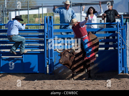 Verkauft, Arizona - das Bullenreiten Wettbewerb in der Master-Klasse (ab 40 Jahren) der Tohono O' odham Nation alle indischen Rodeo. Stockfoto