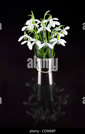 Galanthus Nivalis. Schneeglöckchen in einer Glasvase auf einem schwarzen Hintergrund reflektiert. Stockfoto