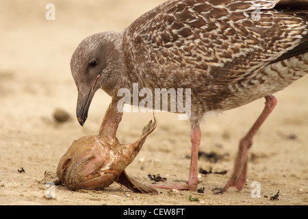 Unreife Western Möwe Fütterung auf einem Fischkopf. Stockfoto