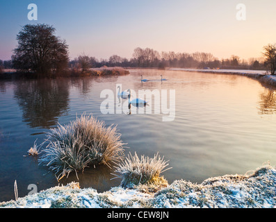 Schwäne gleiten Sie durch eine frostige Cotswold Wintermorgen auf der Themse bei Lechlade, Gloucestershire, England, UK Stockfoto