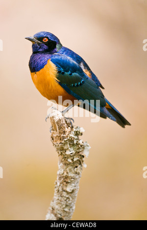 Der Superb Starling Stockfoto