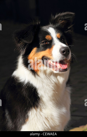 Porträt von einem Collie Hund draußen zu sitzen, in einer sonnigen Straße Stockfoto