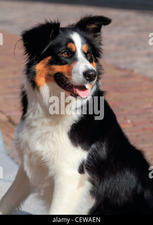 Porträt eines alert Collie Hund draußen zu sitzen, in einer sonnigen Straße Stockfoto