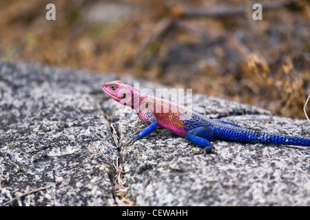 Rote Leitung Agama Eidechse Sonnen auf einem Felsen. Stockfoto