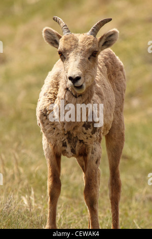 Bighorn Schafe Lamm umzusehen. Stockfoto