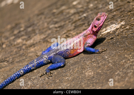 Rote Leitung Agama Eidechse Sonnen auf einem Felsen. Stockfoto