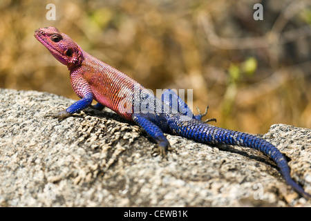 Rote Leitung Agama Eidechse Sonnen auf einem Felsen. Stockfoto