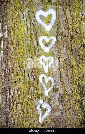 Fünf Herzen gemalt auf der Rinde eines Baumes Stockfoto