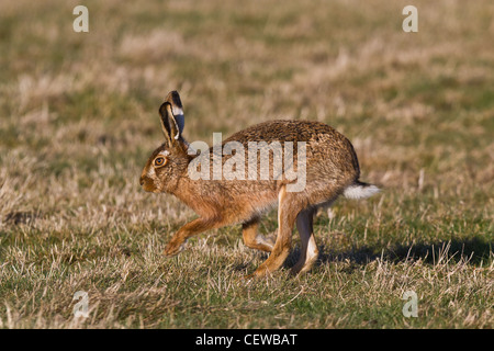 Brauner Hase (Lepus Europaeus) betreiben, Norfolk Stockfoto