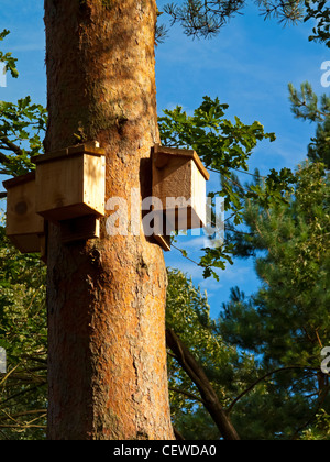 Gruppe von hölzernen Vogel Nistkästen angebracht an einer Tanne im Wald Nottinghamshire England UK Stockfoto