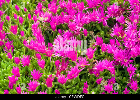 Delosperma (Eis-Anlage) wächst auf einer Wiese und in den Töpfen in den Botanischen Garten in Denver, Denver, Colorado, Frühling, USA Stockfoto