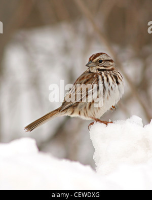 Eine Singammer ruht auf einer Klaue. Stockfoto