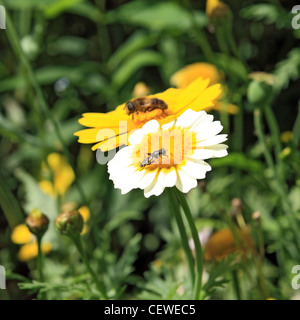 Insekt auf Chrysanthemen im Garten Stockfoto