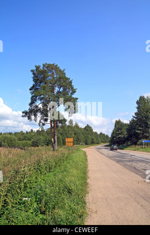 grünen Kiefern in der Nähe von Landstraße Stockfoto