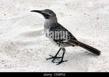 Spottdrossel in Galapagos-Inseln Stockfoto