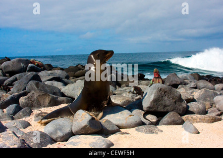 Galapagos-Seelöwen und Leguan in der Sonne aalen Stockfoto