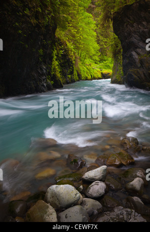 Quinault River in Olympic Nationalpark, Washington state Stockfoto