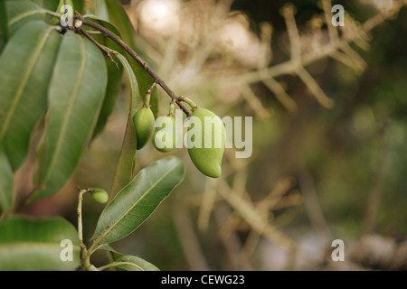 Nahaufnahme des jungen Mango-Frucht mit Mango-Blumen im Hintergrund. Stockfoto