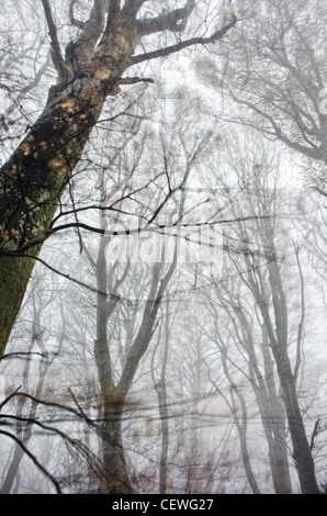 Der buchen-Wald von Soriano Nel Cimino, in Mittelitalien. Einige der Bäume sind mehrere hundert Jahre alt. Stockfoto