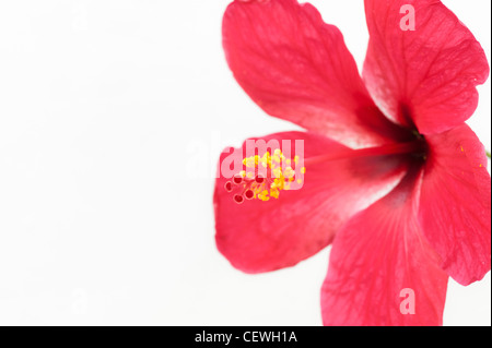 Hibiscus Rosa Sinensis. Rote Hibiskusblüten auf weißem Hintergrund Stockfoto