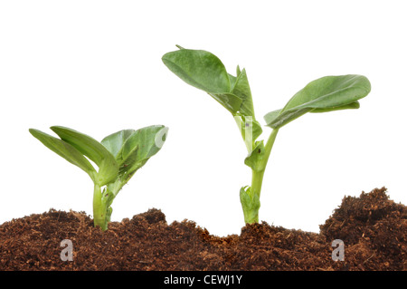 Zwei Bohnen Sämlinge betrachtet Nahaufnahme vom Bodenniveau vor einem weißen Hintergrund Stockfoto