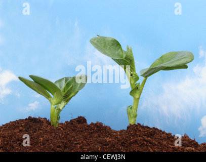 Zwei Pflanzensämlinge betrachtet Nahaufnahme vom Bodenniveau vor blauem Himmel mit weißen Wolkenfetzen Stockfoto