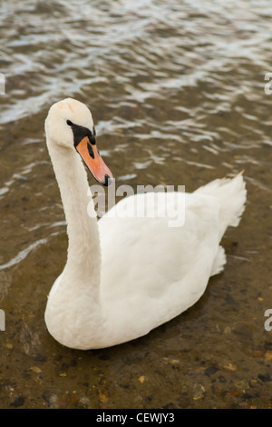 Höckerschwan (Cygnus Olor) auf Whitlingham breit, Norfolk Broads, UK Stockfoto