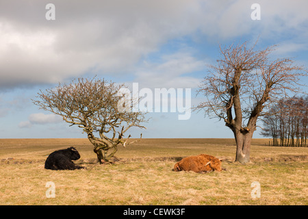 Schwarze und braune schottische Hochlandrinder im winter Stockfoto