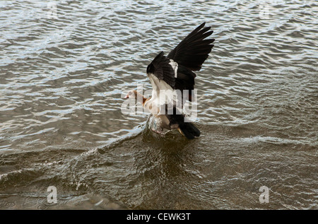 Nilgans (Alopochen Aegyptiacus) unter Flug, Whitlingham, Norfolk Broads, UK Stockfoto