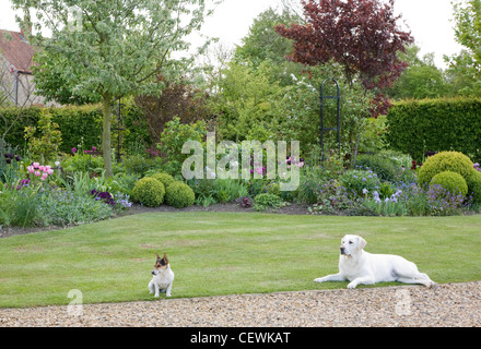 Der Wassergraben Garten Hunde (Dotty linken, Cara rechts) beobachten Leben gehen von Pflanzen in der Grenze (an der Grenze) hinter Stockfoto