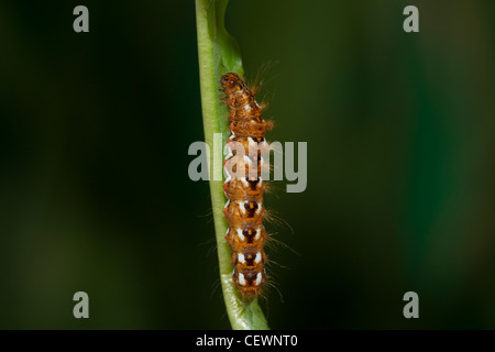 Acronicta Rumicis Ampferrindeneule Stockfoto