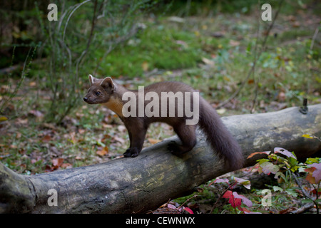 Baummarder Edelmarder europäischen Baummarder Kiefer ma Stockfoto