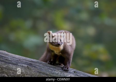 Baummarder Edelmarder europäischen Baummarder Kiefer ma Stockfoto